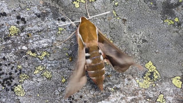 Hyles euphorbiae смотреть онлайн