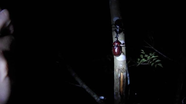 獨角仙Allomyrina打架-1 смотреть онлайн