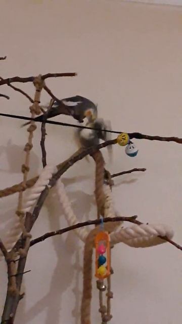 Корелла кормит своего птенца смотреть онлайн