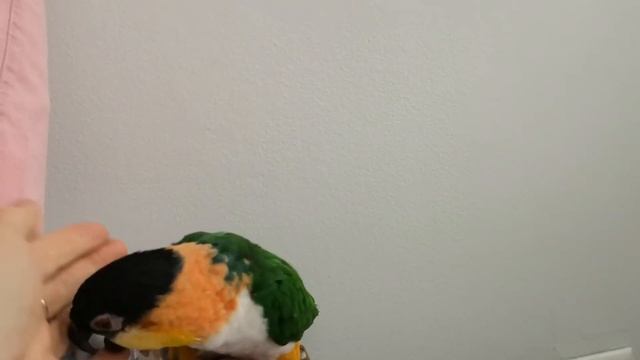 Black Head Caique / Папагал Черноглав Каик /October 9, 2022 смотреть онлайн