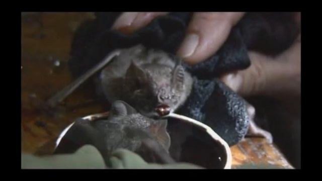 Vampire bats drinking смотреть онлайн