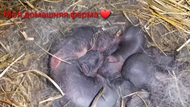 Урааа🐇🐇🐇Полтавское серебро окролилась#чудо, чудное🐇🐇🐇 смотреть онлайн