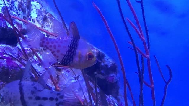 マンジュウイシモチ　Pajama cardinalfish　　Sphaeramia nematoptera смотреть онлайн