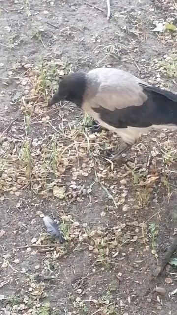 Вороненок. Минута из жизни \ Crow Fledgling. A Minute in Life смотреть онлайн