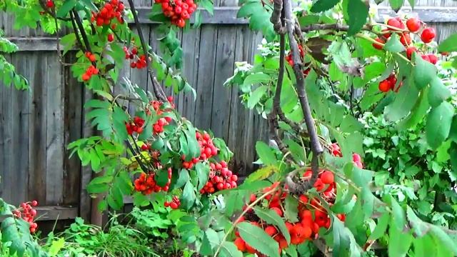 00093 - Trim_edit смотреть онлайн