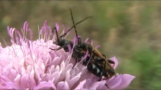 Coleotteri in accoppiamento - Beetles in copula смотреть онлайн