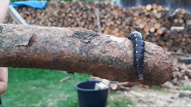 Bedstraw Hawk Moth Caterpillar , Hyles gallii , Housenka lišaje svízelového смотреть онлайн