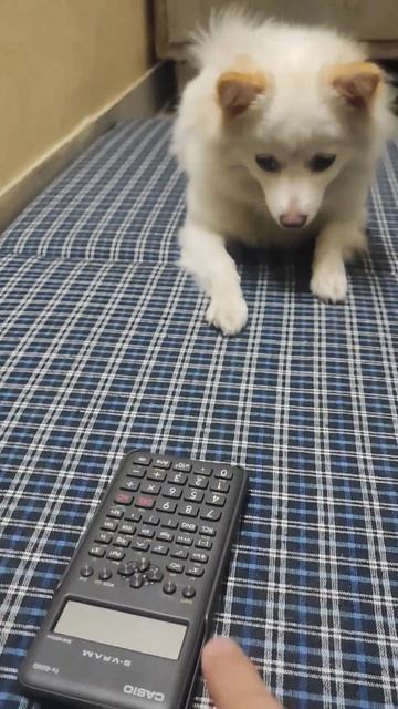 Sweety And Calculator😃🐕❤| #mustwatch #puppy #sweety #funny #shorts #koolxyz смотреть онлайн
