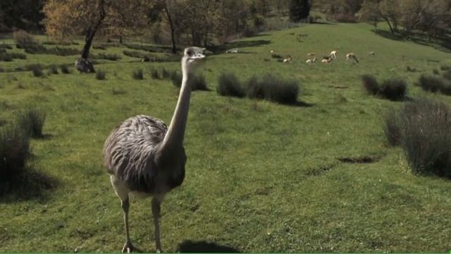 WHAT IS AN EMU ???