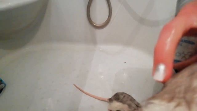 Уход за крысюшами/Katy Kungurova смотреть онлайн