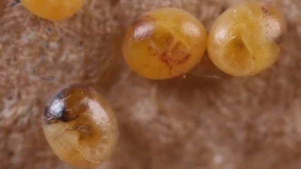 Dryocampa rubicunda eggs developing LIVESTREAM