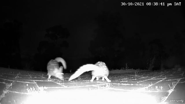 Tasmanian Eastern Quoll - Family feeding and antics смотреть онлайн