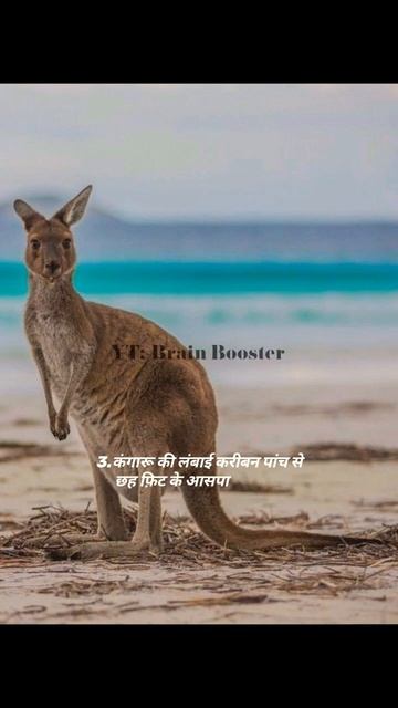 Top 5 Facts About Kangaroo You Should Know🧐 #top #facts #kangaroo #like #subscribe смотреть онлайн