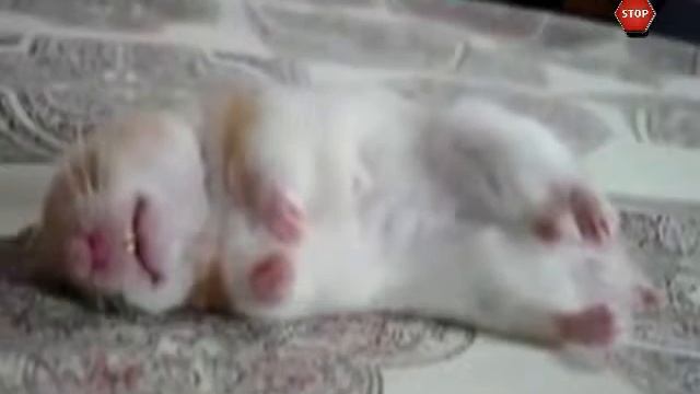 Из Жизни Хомяков!!! Улетные Хомячки!!! Смотреть всем!!! Hamster`s Life смотреть онлайн