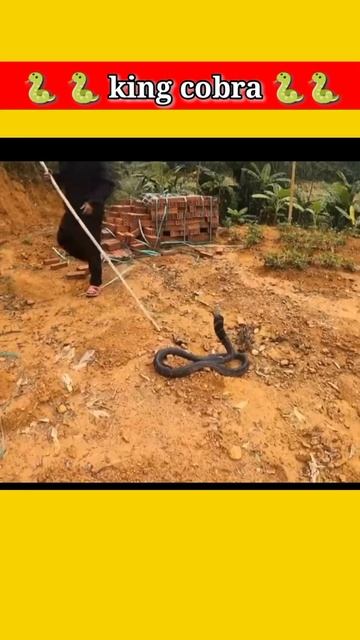 MP4 Danger resque king cobra 🐍🐍 snack bitten one girl 😱😱😱#shorts #viralshorts смотреть онлайн