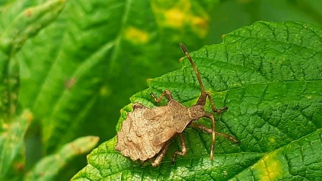 Краевик окаймлённый, или краевик щавелевый (Coreus marginatus) смотреть онлайн