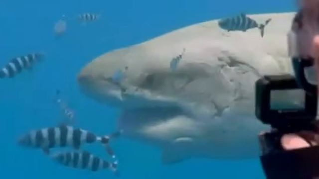 Great White Shark - Mellow Mama смотреть онлайн