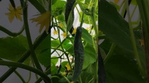 Огурец F1 Крокодил Гена - раннеспелый, сладкий, ароматный