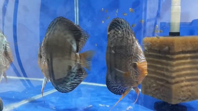 Discus blue x scarlet смотреть онлайн