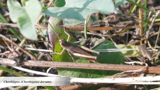 Chorthippus (Chorthippus) dorsatus, конёк луговой, стрекочет смотреть онлайн