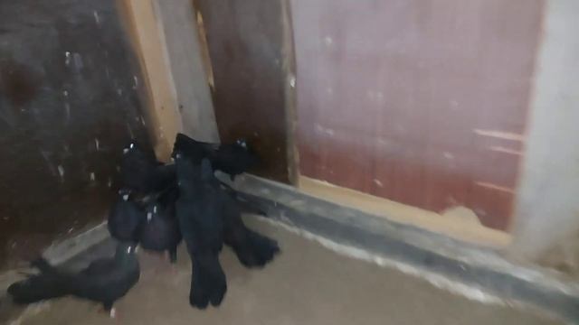 Николаевские голуби Мои галчата