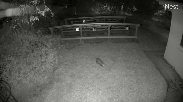 2020 05 12 Opossum in back at 4 27 AM смотреть онлайн