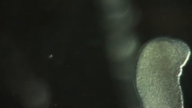 Nemertoderma westbladi смотреть онлайн