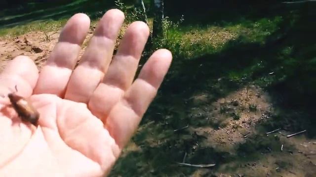 Спасение майского жука 🙌 смотреть онлайн