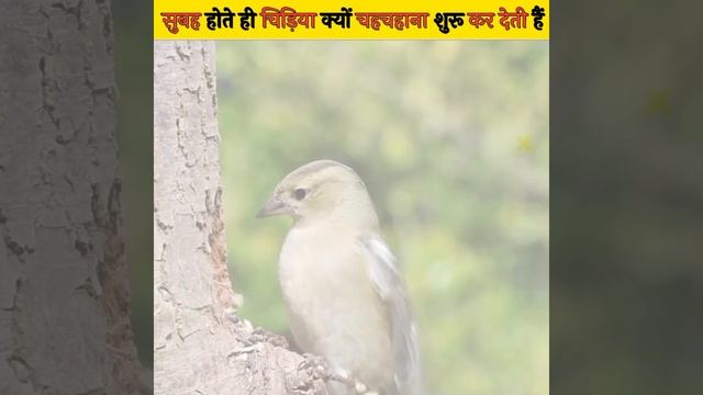 सुबह होते ही चिड़िया क्यों चहचहाना शुरू कर देती हैं ? 🤔 do you know fact #dailyfacts #shorts смотреть онлайн
