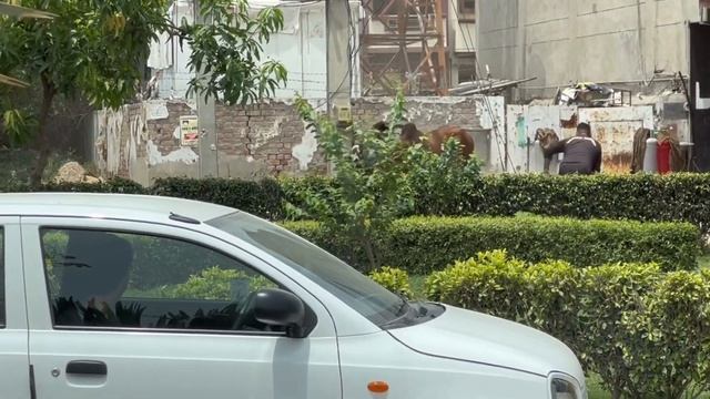 Angry Bull | Qurbani 2023 | Wacha Bhag Gaya | Valencia Town | Wacha ny macha di dhoom смотреть онлайн