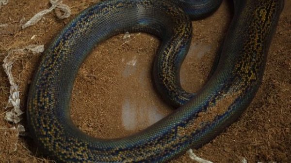 Сетчатый питон или почему размер имеет значение