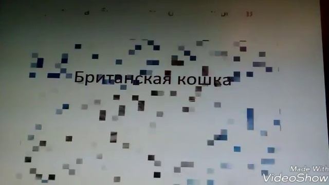 Британская кошка смотреть онлайн