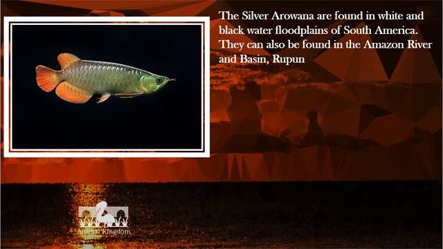 Animal Kingdom - Amazing Fun Fact about Arowana – Part 2 смотреть онлайн