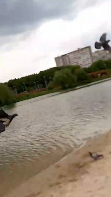 Голубиная карусель смотреть онлайн