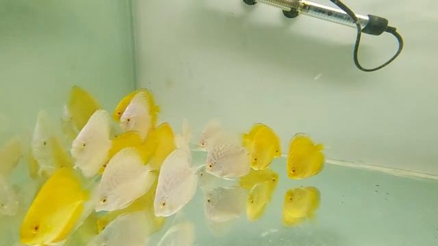 White Full Body Butterfly and Yellow Rafflesia Discus Exotica Aquarium Store смотреть онлайн