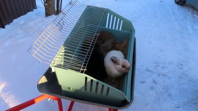 КОГО выбрали ? 02.01.24 #декоративные_кролики #карликовые_крольчата #продам_кролика 89215950848 смотреть онлайн