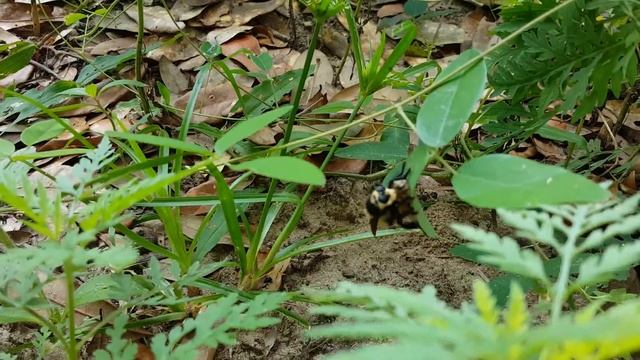 Mimic Robber Fly Eating a Honey Bee смотреть онлайн