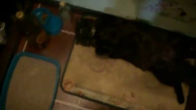 кот алкаш смотреть онлайн