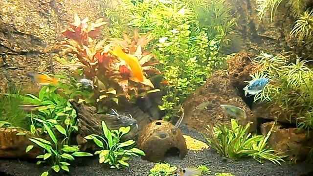Juwel Trigon 190 liter aquarium смотреть онлайн