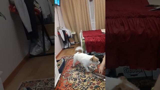 Стивен любит играть смотреть онлайн