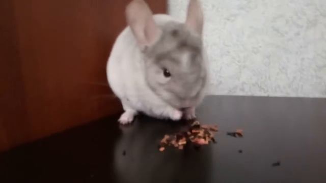Вельвета и Бархуща 3VID 20181006 214843 смотреть онлайн