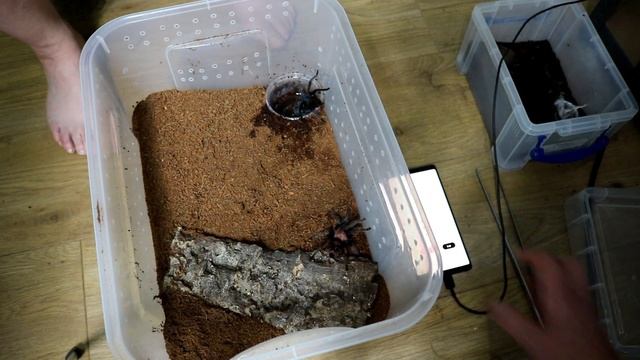 The Tarantula Cave Breeding COMP! Davus pentaloris and Pterinochilus murinus "Kigoma" смотреть онлайн