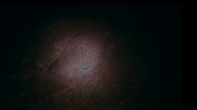 Doris the Little Spotted Kiwi смотреть онлайн