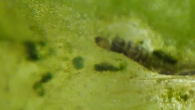 Chironomidae, larva feeding in leaf mine смотреть онлайн