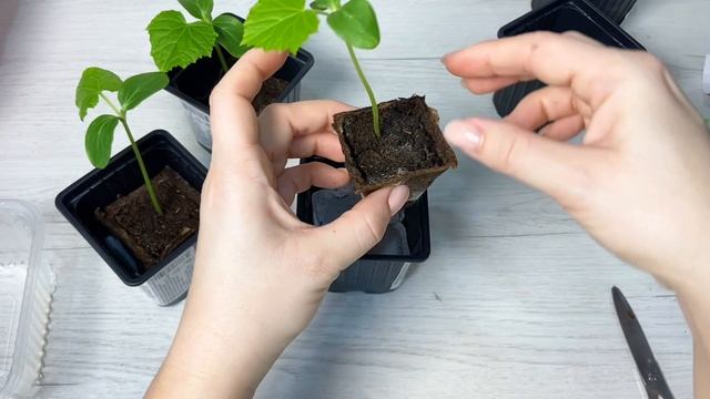 Огурцы пришлось пересадить. смотреть онлайн