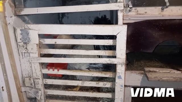 Небольшой обзор участка. Петух теперь с семьёй. Ч.. 1-я. смотреть онлайн