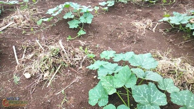 Kondisi Labu kuning/wuluh Usia 1 Bulan Setelah Tanam. смотреть онлайн