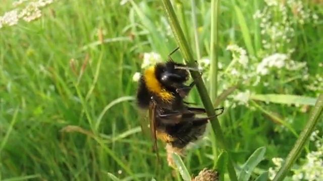 Bombus sp. смотреть онлайн