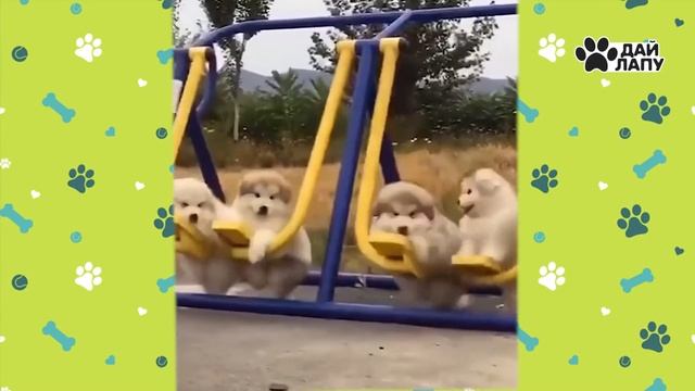 Просто очень милые питомцы. Дай ЛАПУ! смотреть онлайн