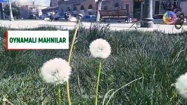 Qara gözlər.Toy mahnıları.#toy смотреть онлайн